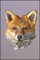 Red fox (Vulpes vulpes)